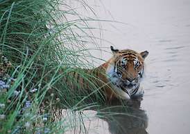 Tigertops Karnali Lodge