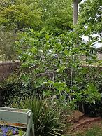 Healesville House - Fig Tree House