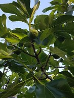 Healesville House - Fig Tree House