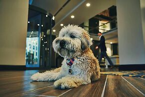 The Draftsman, Charlottesville, University, Autograph Collection Hotel