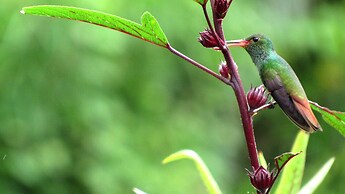 Lower Dover Jungle Lodge & Maya Ruins - Hostel
