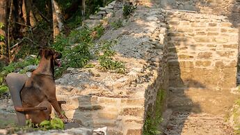 Lower Dover Jungle Lodge & Maya Ruins - Hostel