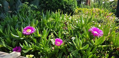 Jeju Again Olle pension