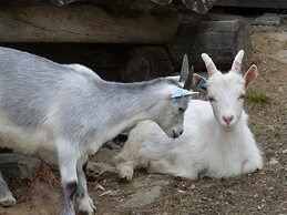 Raulandsakademiet og Vandrerhjem