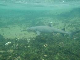 Gran Hostal Tintorera