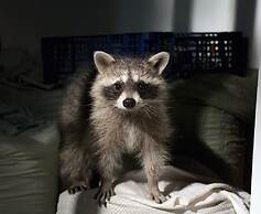 Shishki na Lampushke - Finnish Kalevala