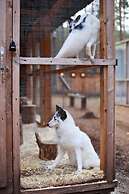 Shishki na Lampushke - Bavarsky Khutor