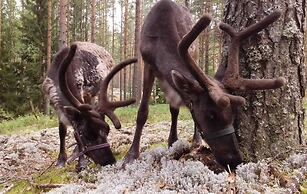 Shishki na Lampushke - Bavarsky Khutor
