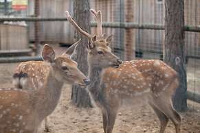 Shishki na Lampushke - Vostochnaya Medina