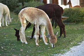 Agriturismo Il Beccafico Alpaca
