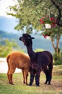 Agriturismo Il Beccafico Alpaca