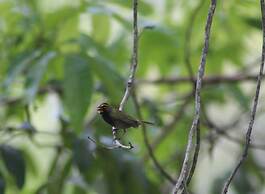 Calico Jack's Village