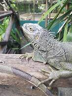 Calico Jack's Village