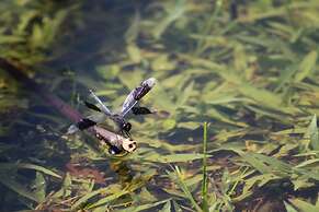 Calico Jack's Village