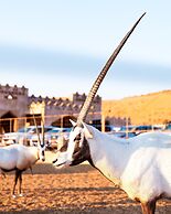 Thousand Nights Camp