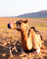 Thousand Nights Camp