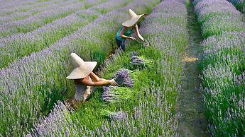 Briars Cottage - Daylesford