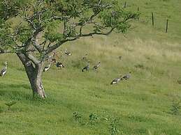 The Crested Crane Bwindi