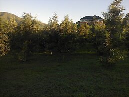 The Crested Crane Bwindi