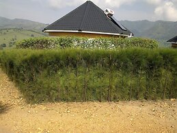 The Crested Crane Bwindi
