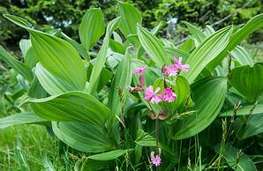 Horský Hotel Friesovy Boudy