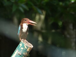 Bakau Hijau Riverlodge - Hostel