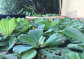 Bakau Hijau Riverlodge - Hostel