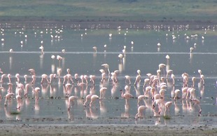 Kiboko Lodge