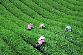 Shen Shan Lin Nai B&B