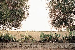 Masseria La Camardia