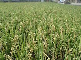 Askara Guest House - Hostel