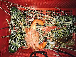 Noovilu Suites Maldives