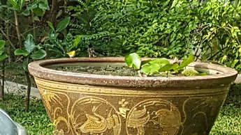 Siriniwasa Villa Induruwa