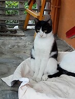 Cat Sky Country Homestay