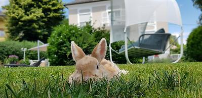 The Little Guesthouse Salzburg