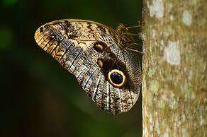 Howler Monkey Resort