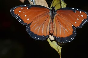 Howler Monkey Resort