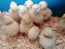 Wolfwood Guest Ranch