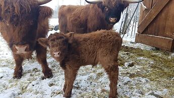 Wolfwood Guest Ranch