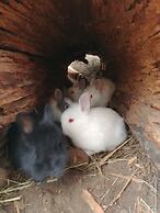 Wolfwood Guest Ranch