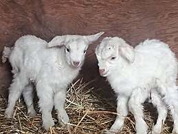 Wolfwood Guest Ranch