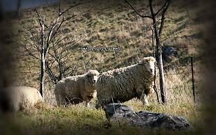 Pungcha & Herb Pension