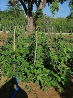 Organic Garden Sigiriya
