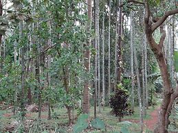 Dudhsagar Plantation