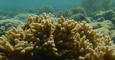 Iris Island Eco Resort