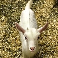 Agriturismo Chevres a Cheval