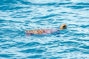 Arkadia Eco Resort Underground River