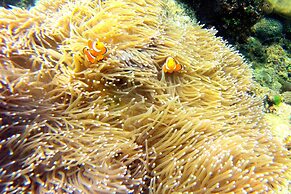 Arkadia Eco Resort Underground River