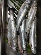 Roots Hotel & Wine Bar