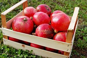 Agriturismo Masseria Galatea